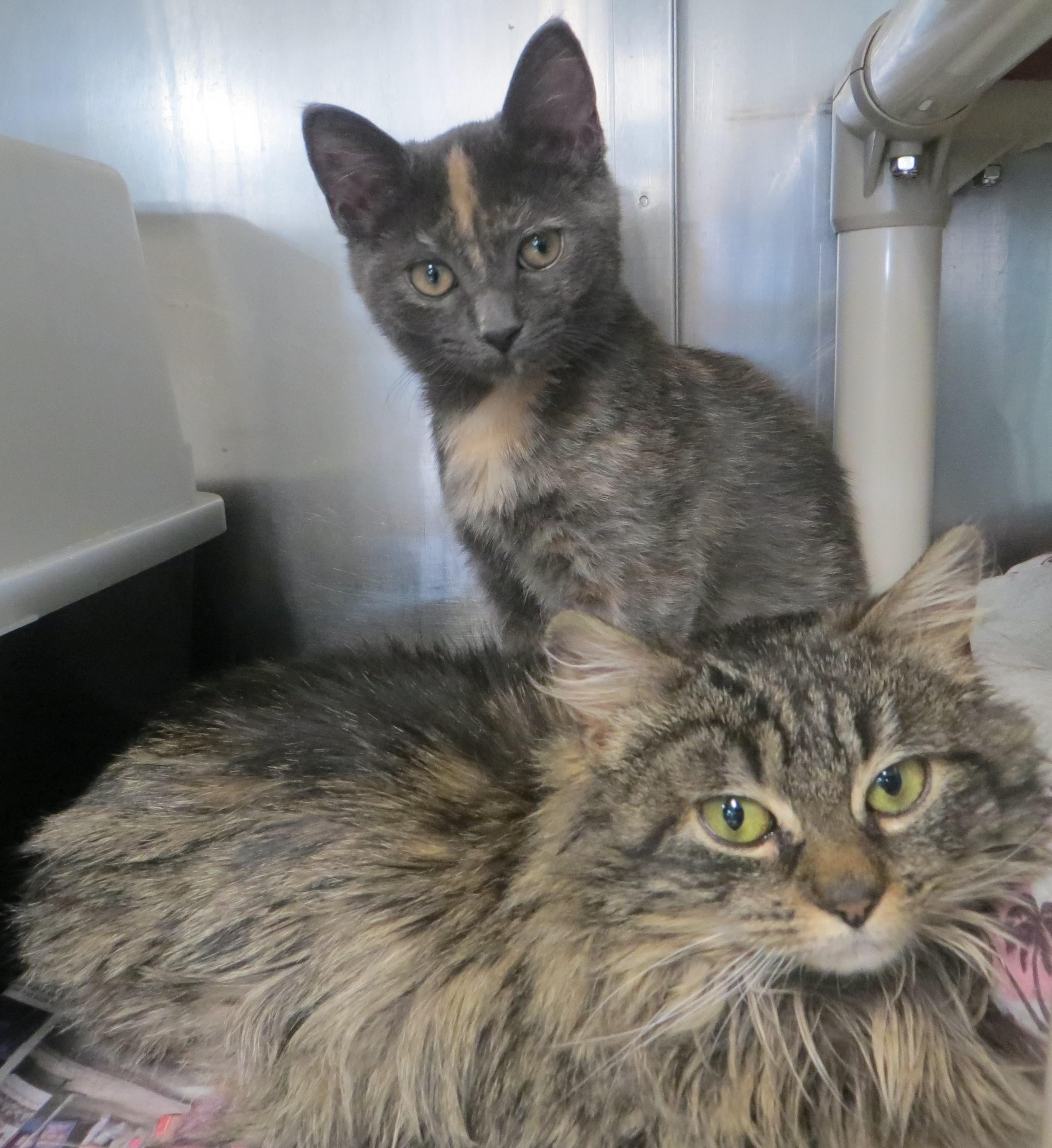 VIOLA & JUSTINE, a Adoptable Tortoiseshell in Taunton, MA image 6/6