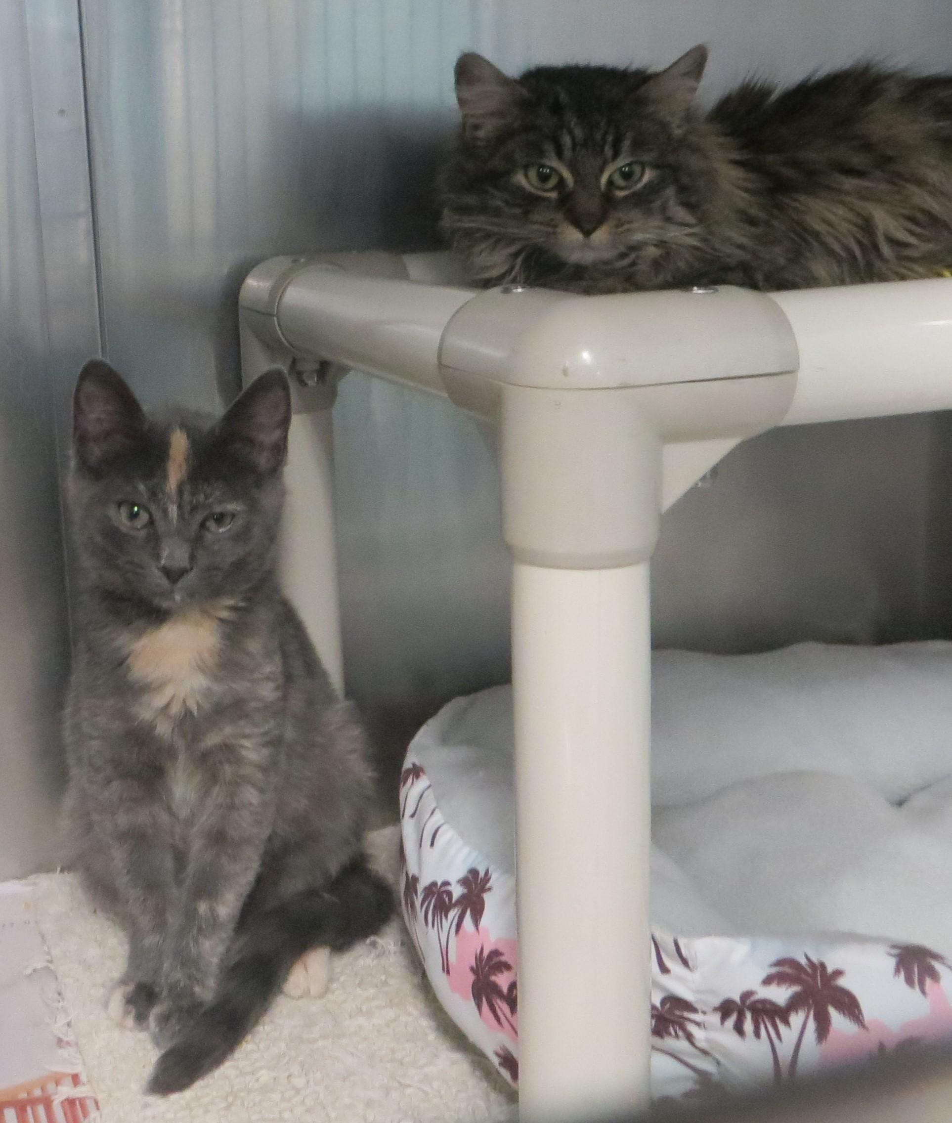 VIOLA & JUSTINE, a Adoptable Tortoiseshell in Taunton, MA image 2/6