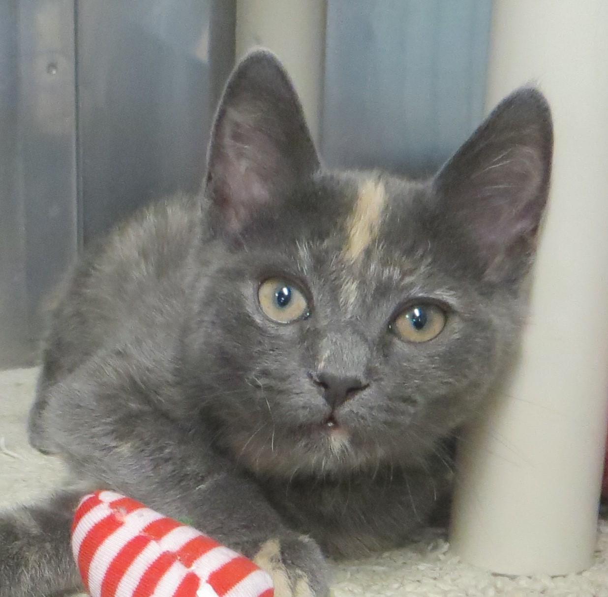 VIOLA & JUSTINE, a Adoptable Tortoiseshell in Taunton, MA image 3/6