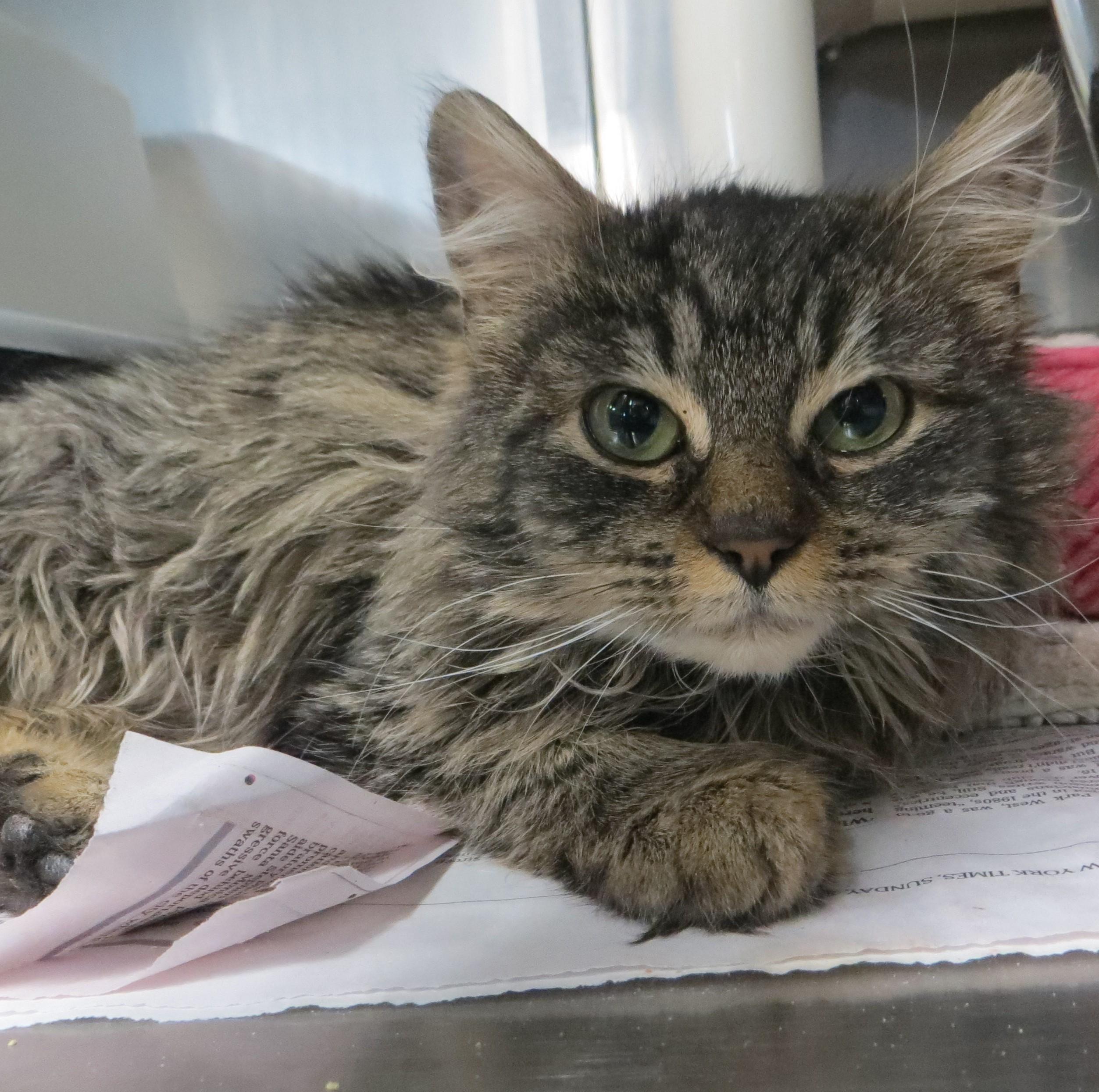 VIOLA & JUSTINE, a Adoptable Tortoiseshell in Taunton, MA image 4/6