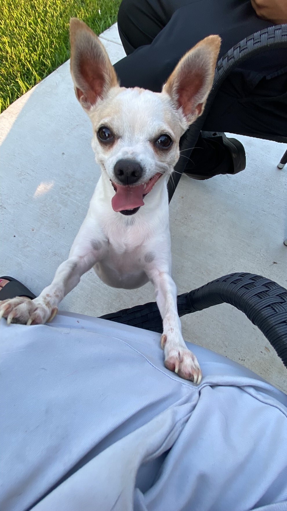 LAYLA & ROXY, a Adoptable mixed breed in Spring, TX image 1/12