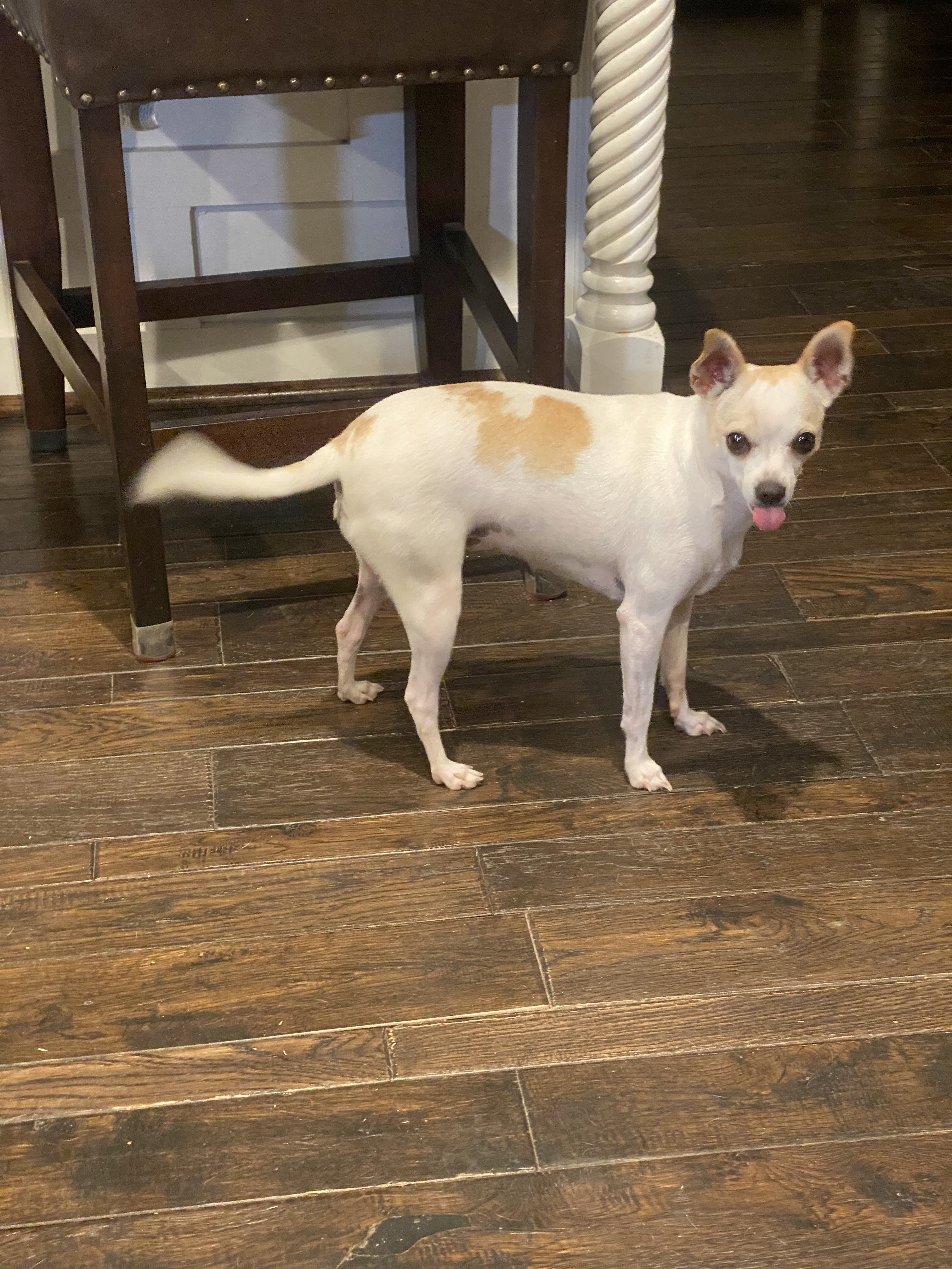 LAYLA & ROXY, a Adoptable mixed breed in Spring, TX image 2/12