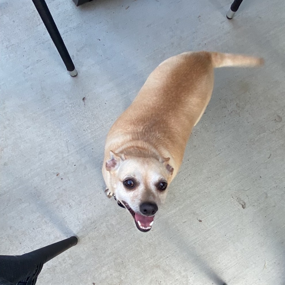 LAYLA & ROXY, a Adoptable mixed breed in Spring, TX image 4/12