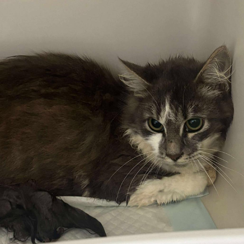 Enlarge Pixie Stix, a Adoptable Domestic Long Hair in Rocky Mount, VA image 1/1