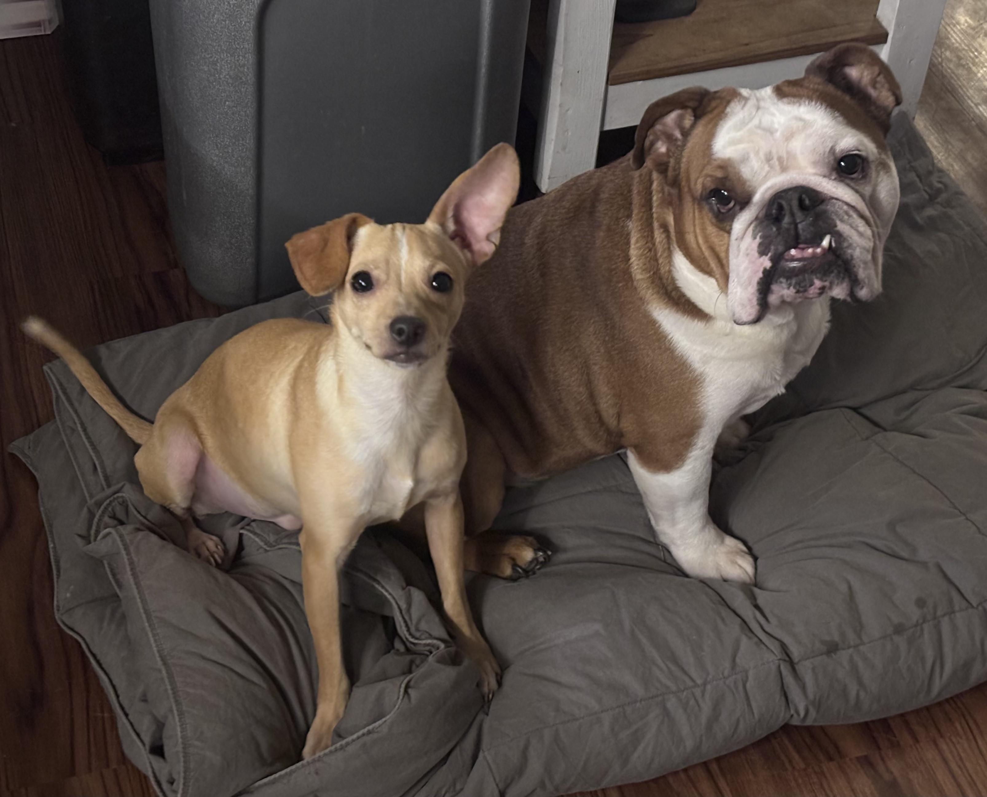 Enlarge Wrango, a ADOPTABLE mixed breed in Newfoundland, NJ image 2/2