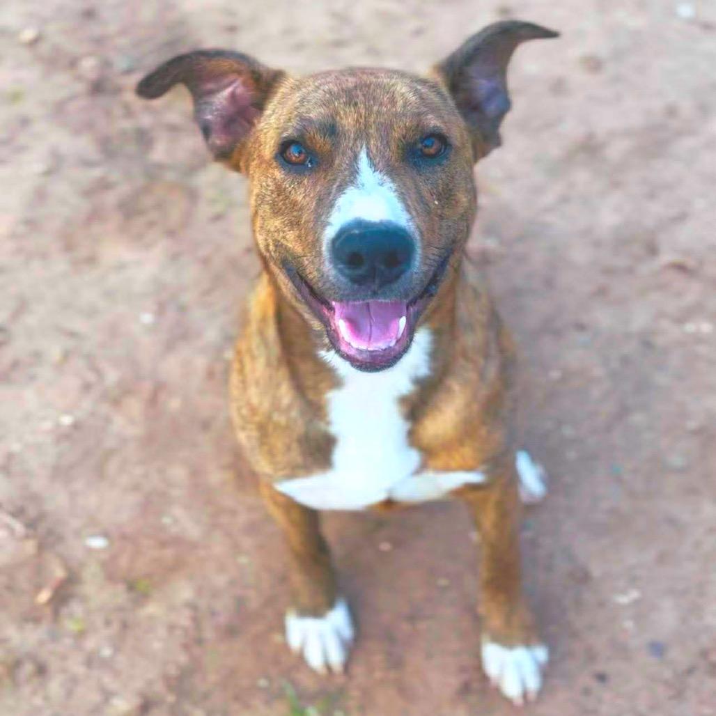 Enlarge Cinnabon, a Adoptable mixed breed in Sand Springs, OK image 1/6