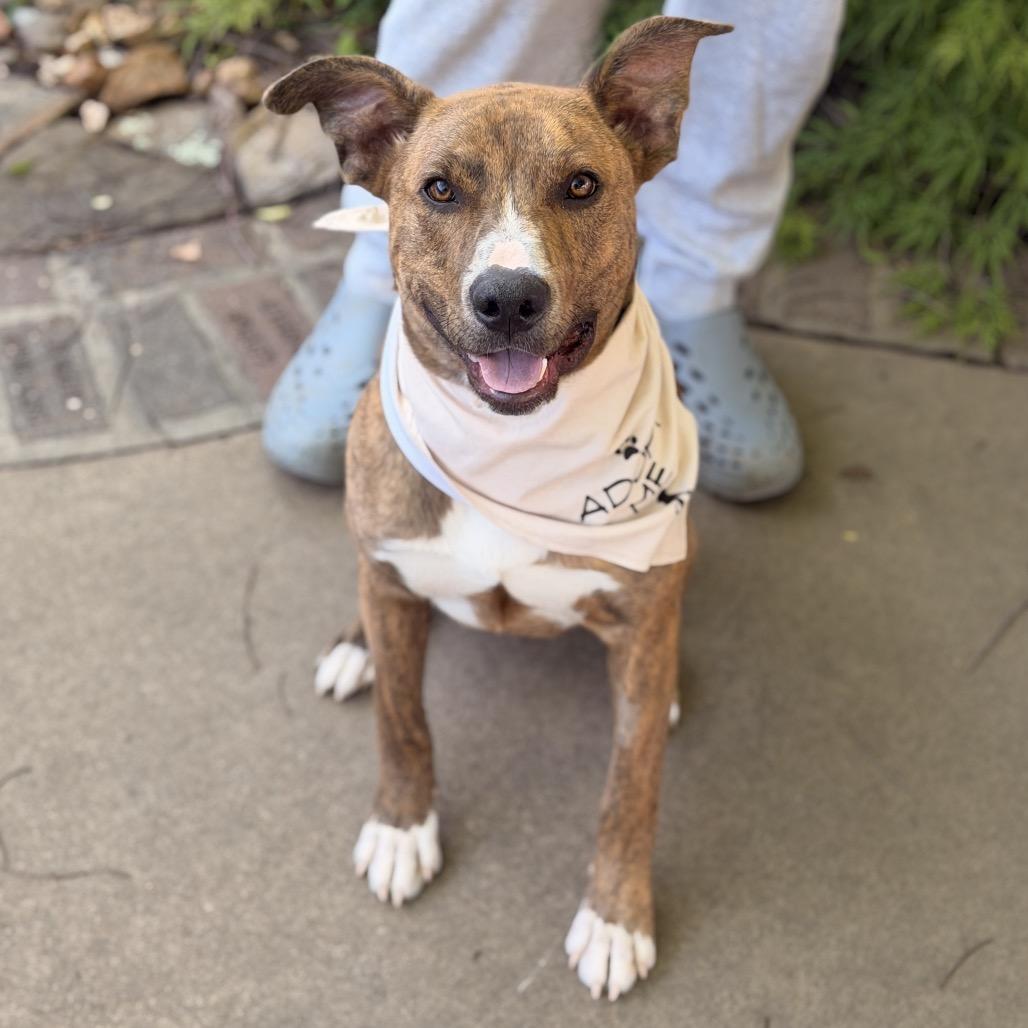 Cinnabon, Adoptable, Young Male Pit Bull Terrier & Mixed Breed.