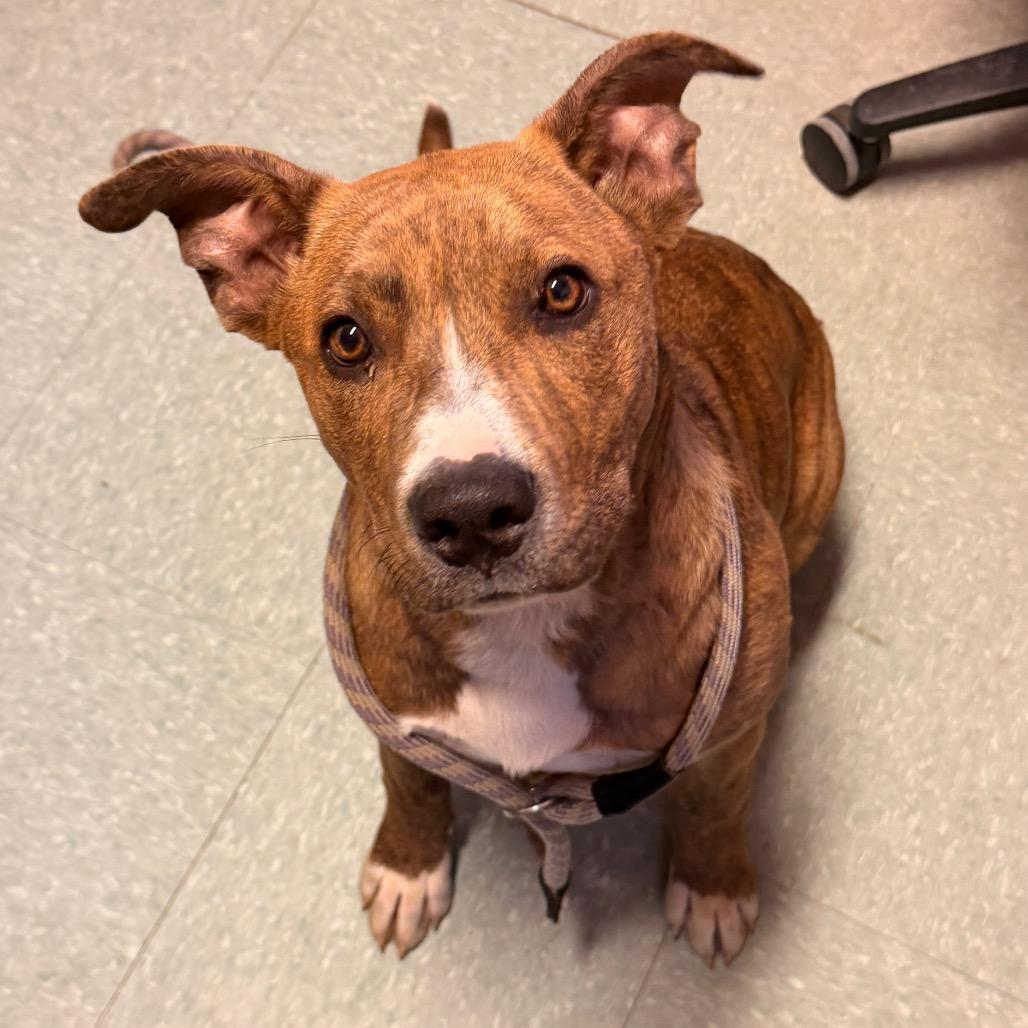 Enlarge Cinnabon, a Adoptable mixed breed in Sand Springs, OK image 2/6