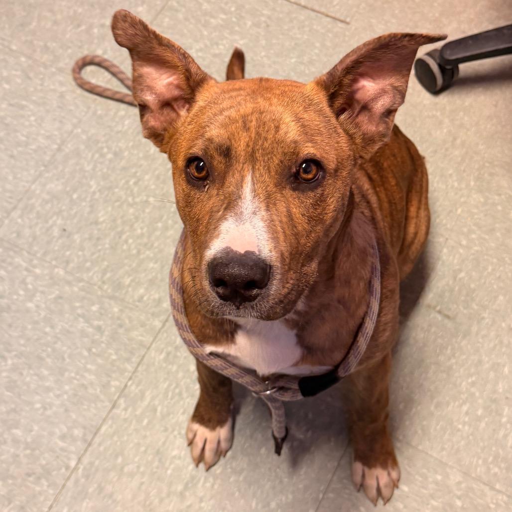 Enlarge Cinnabon, a Adoptable mixed breed in Sand Springs, OK image 3/6