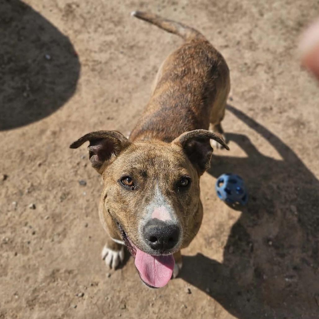 Enlarge Cinnabon, a Adoptable mixed breed in Sand Springs, OK image 4/6