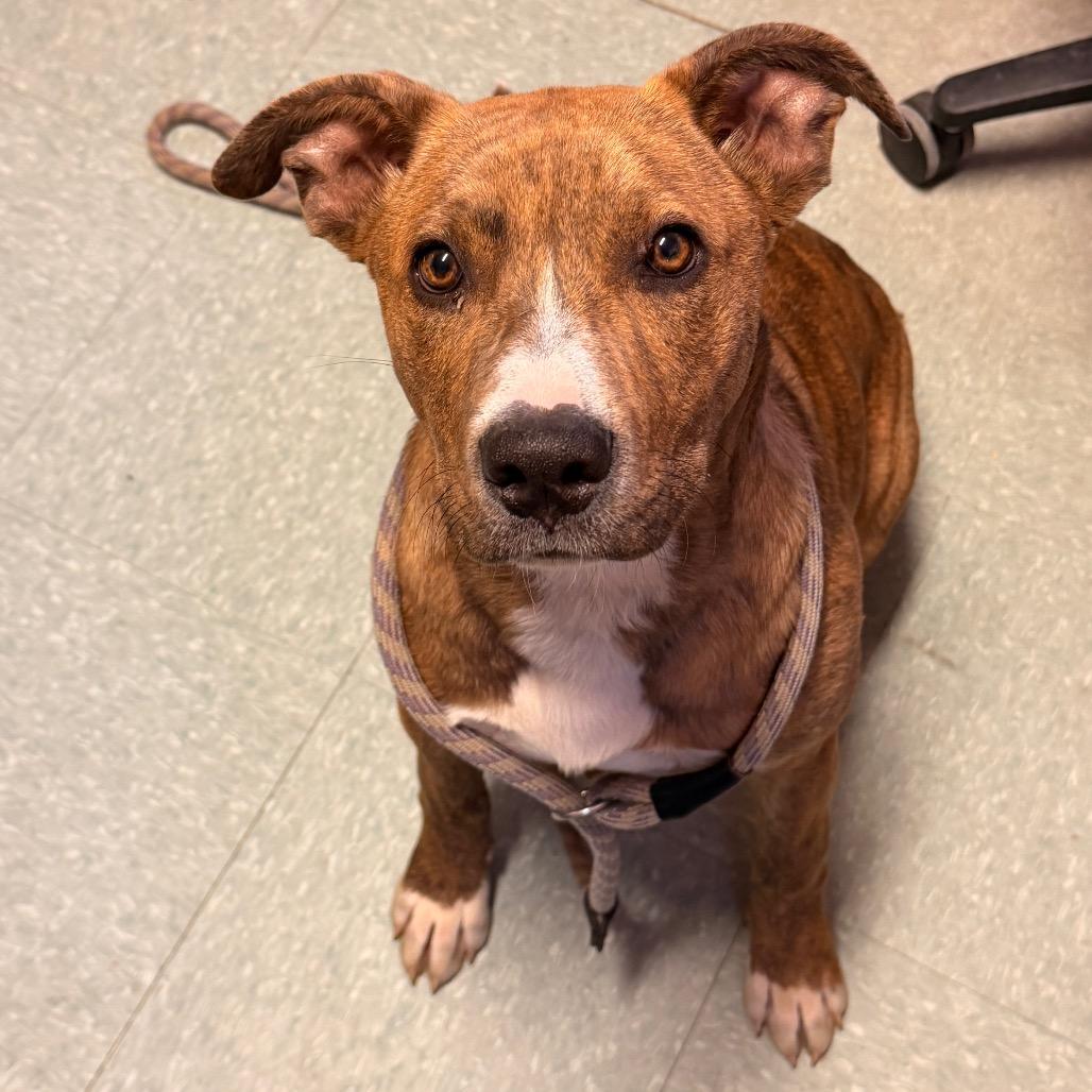 Enlarge Cinnabon, a Adoptable mixed breed in Sand Springs, OK image 5/6