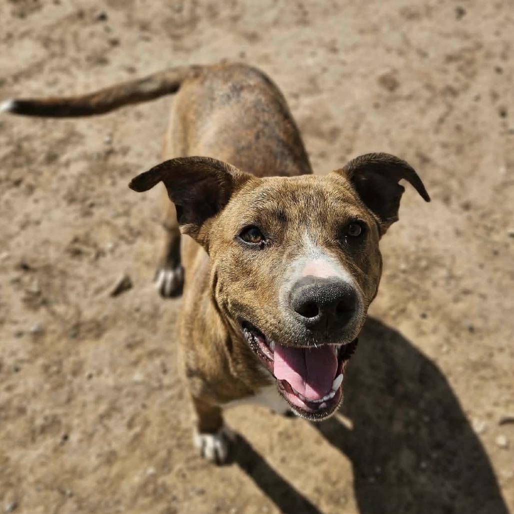Enlarge Cinnabon, a Adoptable mixed breed in Sand Springs, OK image 6/6