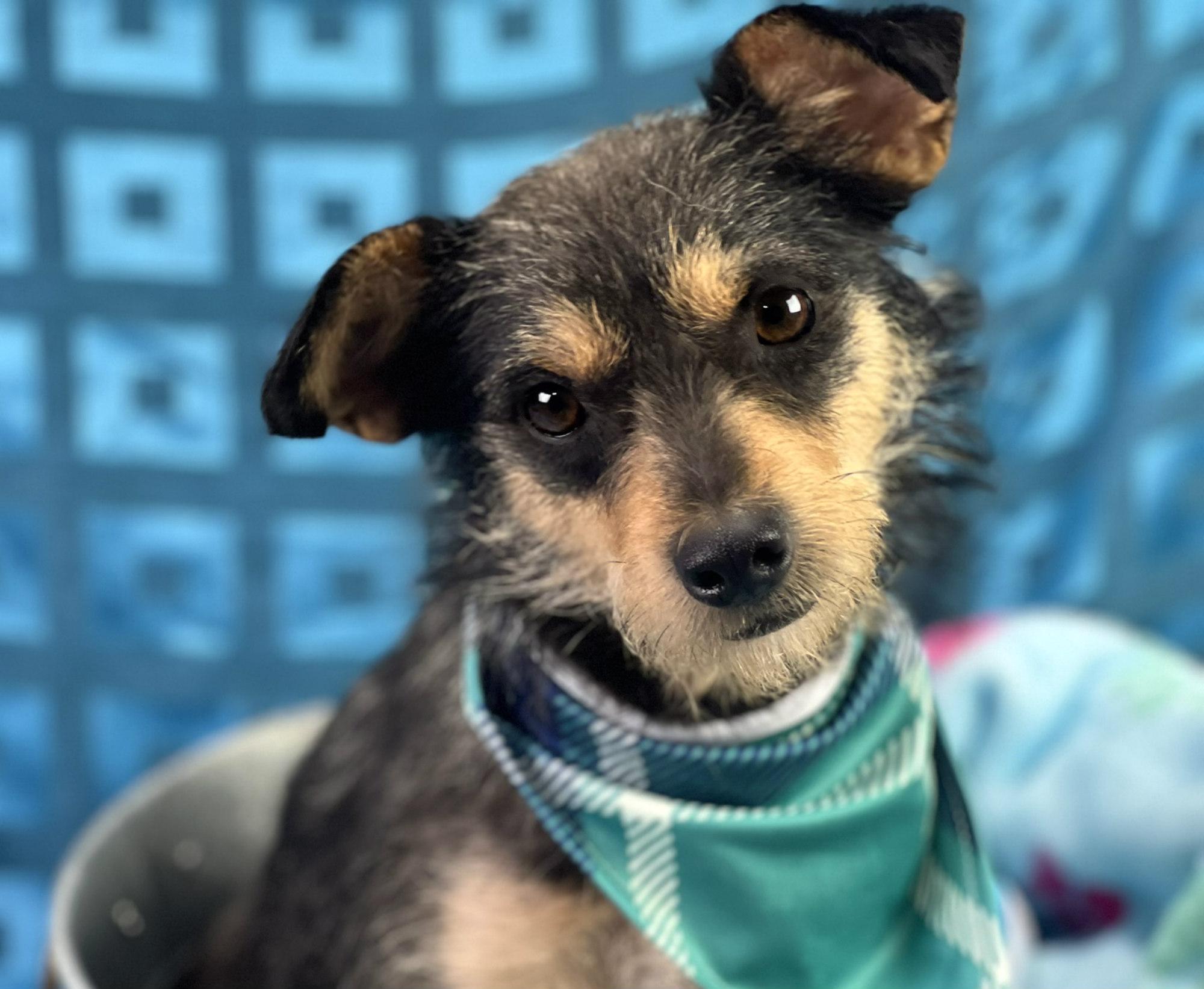 Cody, Young Male Wirehaired Terrier