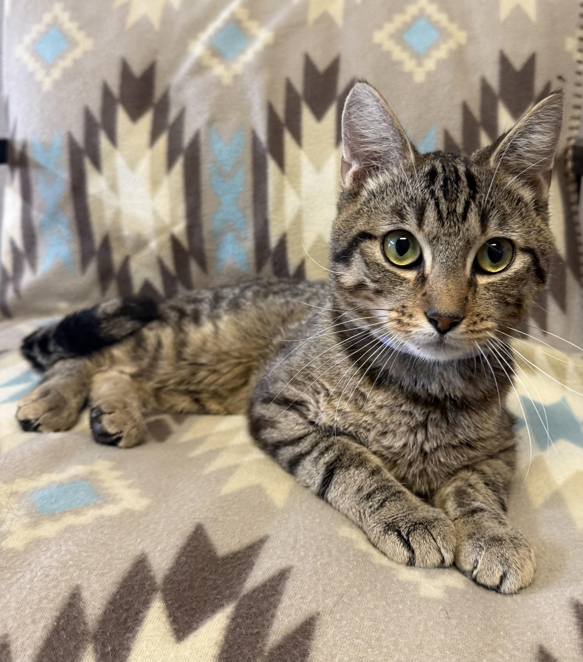 Enlarge Stripes, a Adopted Domestic Short Hair in Grove, OK image 1/1