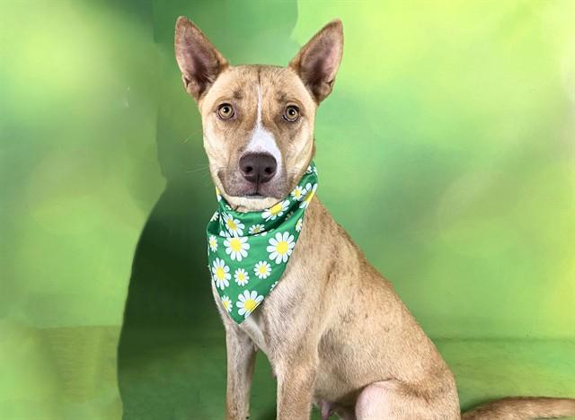 Enlarge SISSY, a Adoptable mixed breed in Fort Lauderdale, FL image 1/1