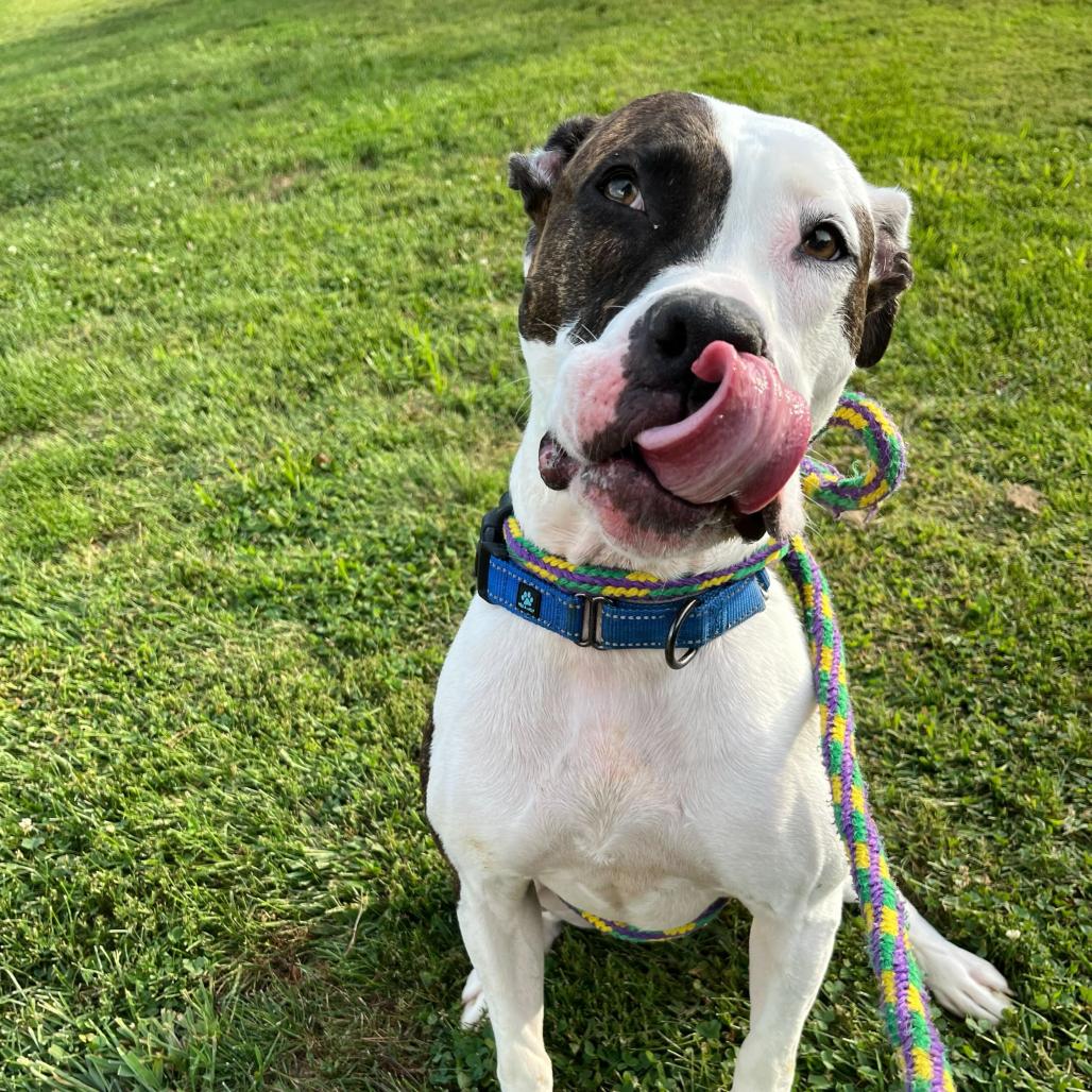 Rainbow Skittles, Adoptable, Adult Female Mixed Breed.