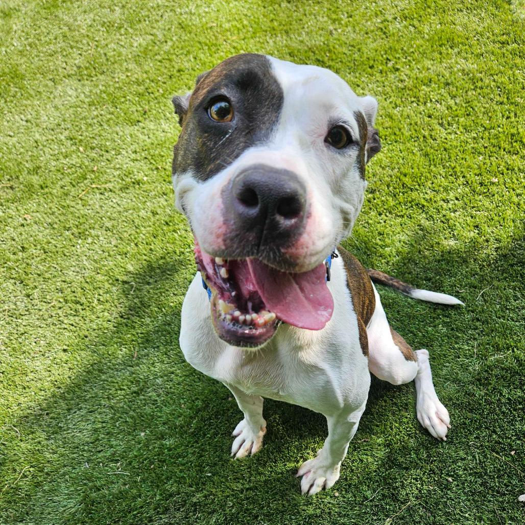 Rainbow Skittles, a Adoptable Mixed Breed in Davenport, IA image 2/6