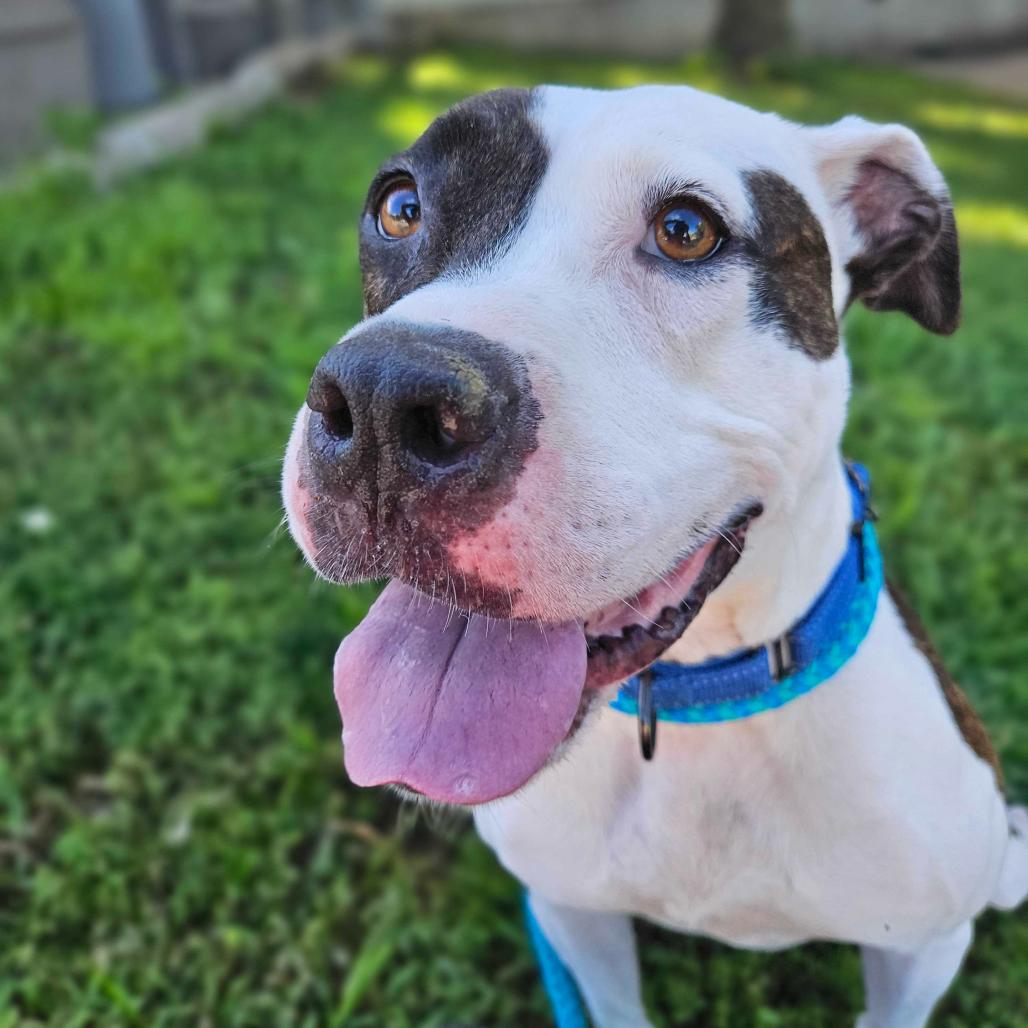 Rainbow Skittles, a Adoptable Mixed Breed in Davenport, IA image 3/6
