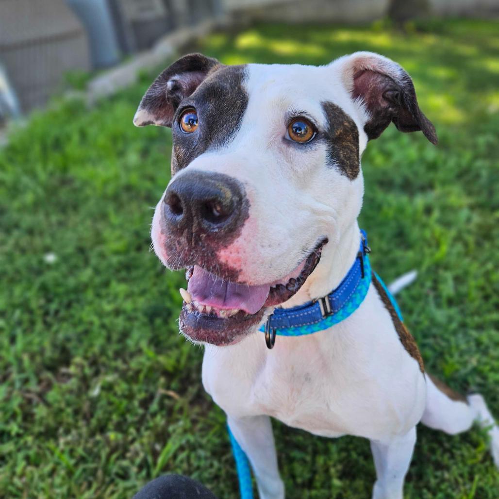 Rainbow Skittles, a Adoptable Mixed Breed in Davenport, IA image 4/6