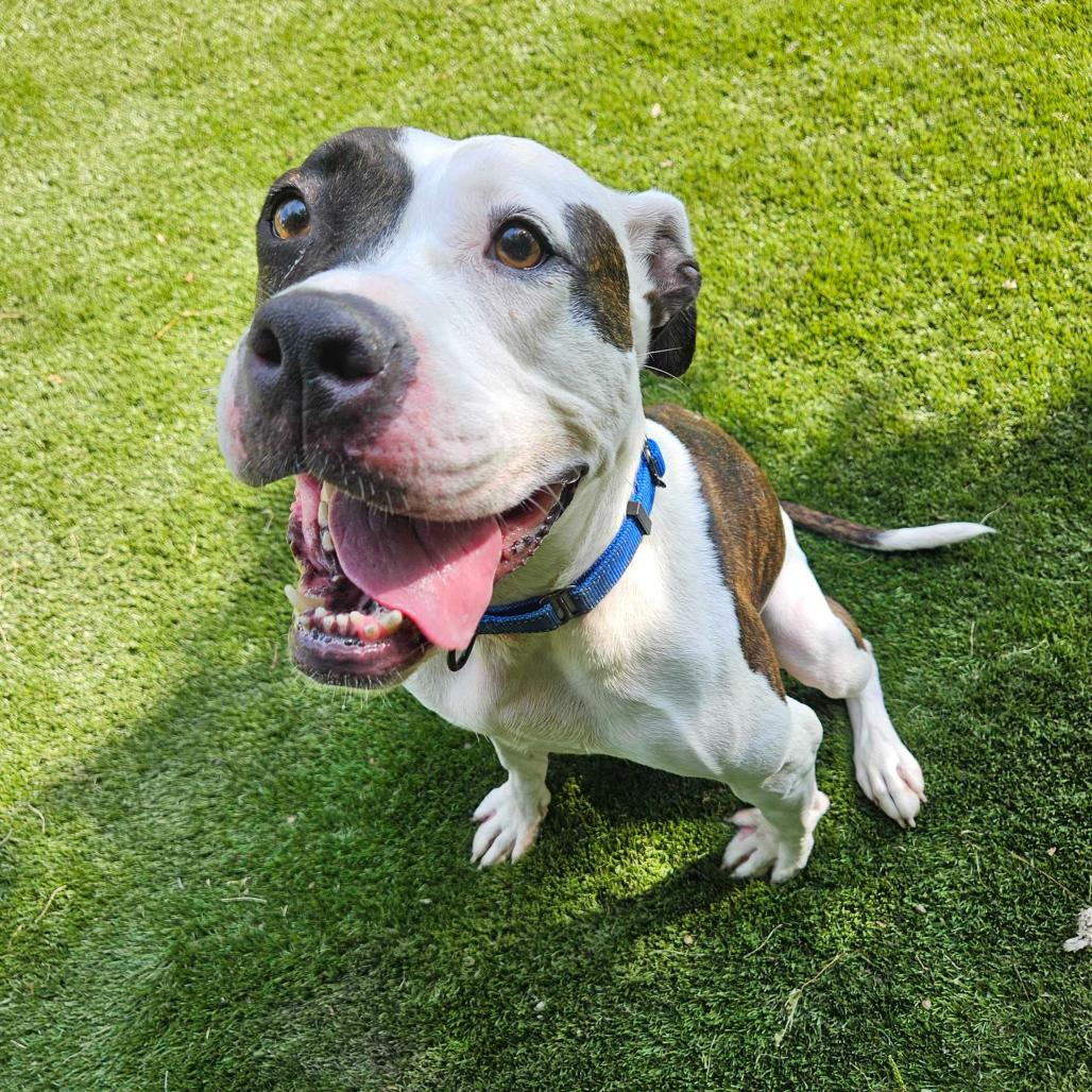 Rainbow Skittles, a Adoptable Mixed Breed in Davenport, IA image 5/6
