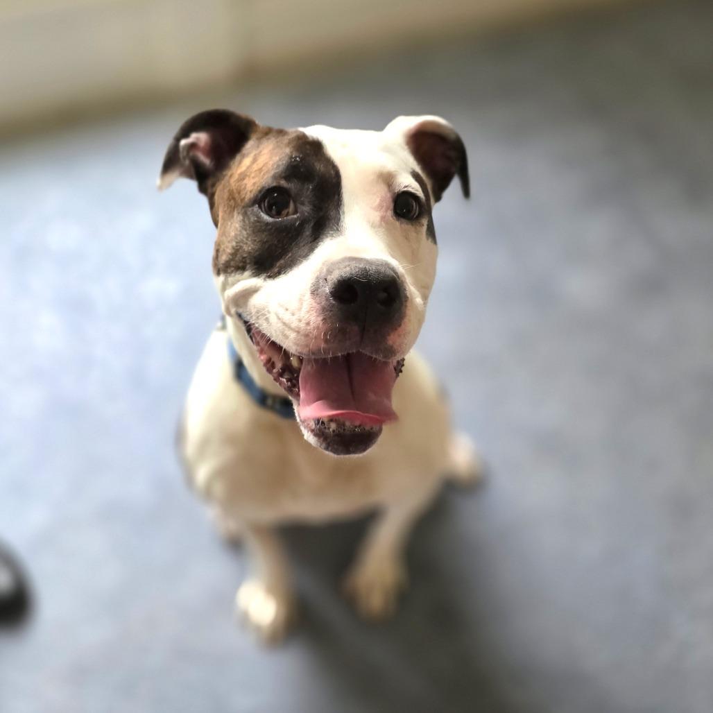 Rainbow Skittles, a Adoptable Mixed Breed in Davenport, IA image 6/6