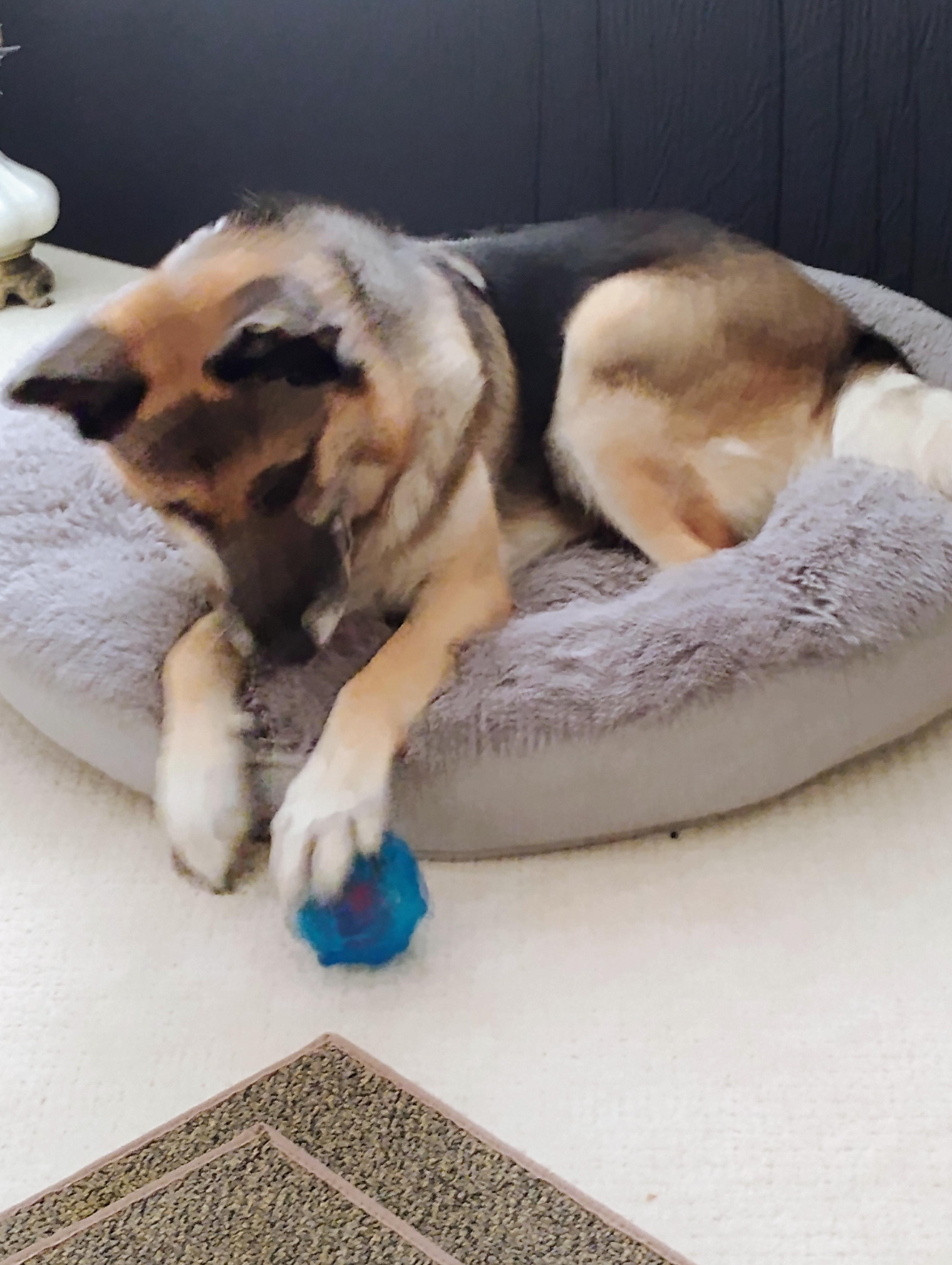 Enlarge Loveable Rylee, a Adoptable mixed breed in Indianapolis, IN image 6/6