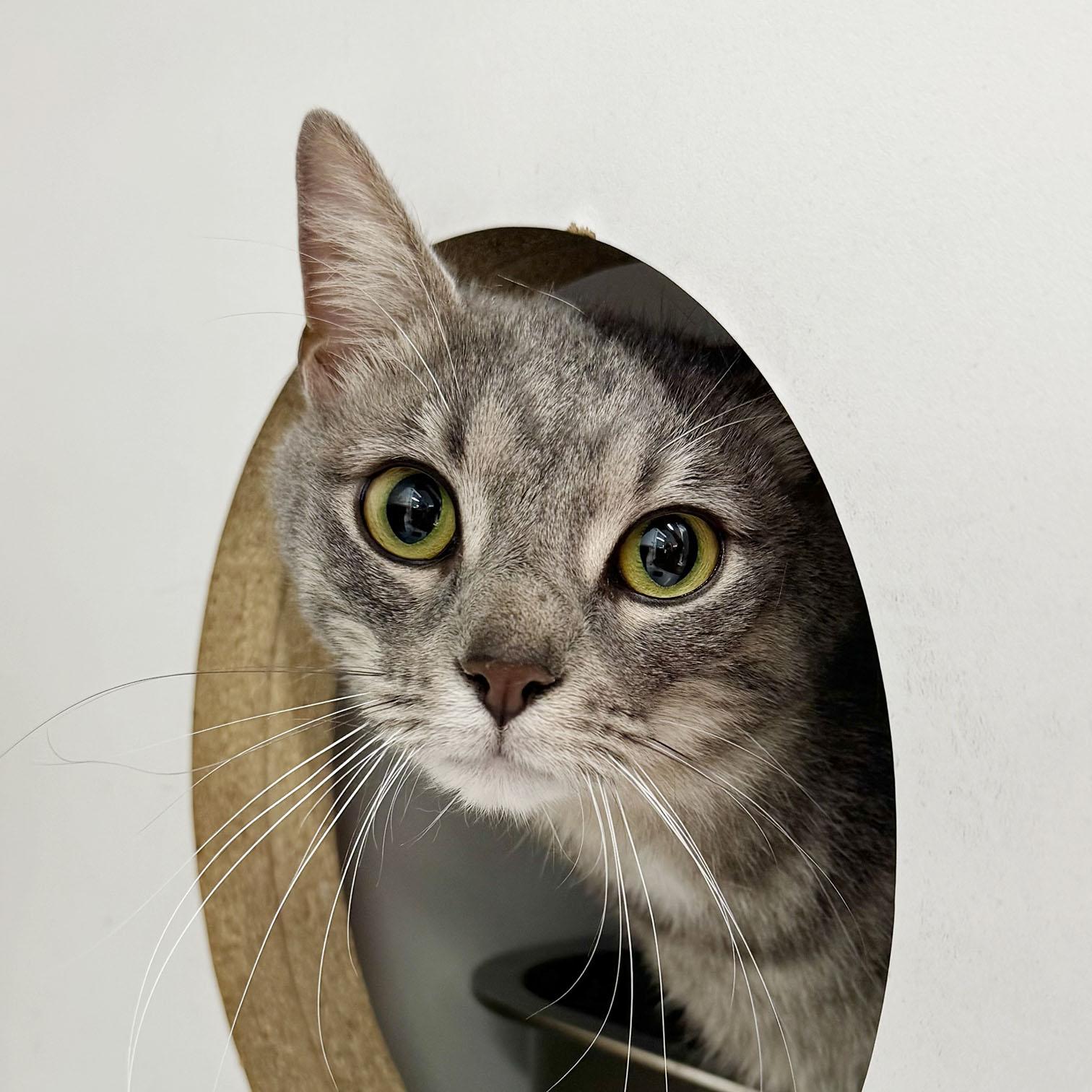 Enlarge Star - FULLY SPONSORED - Meet me at Pet Supplies Plus, a ADOPTABLE mixed breed in Harrisburg, PA image 3/6