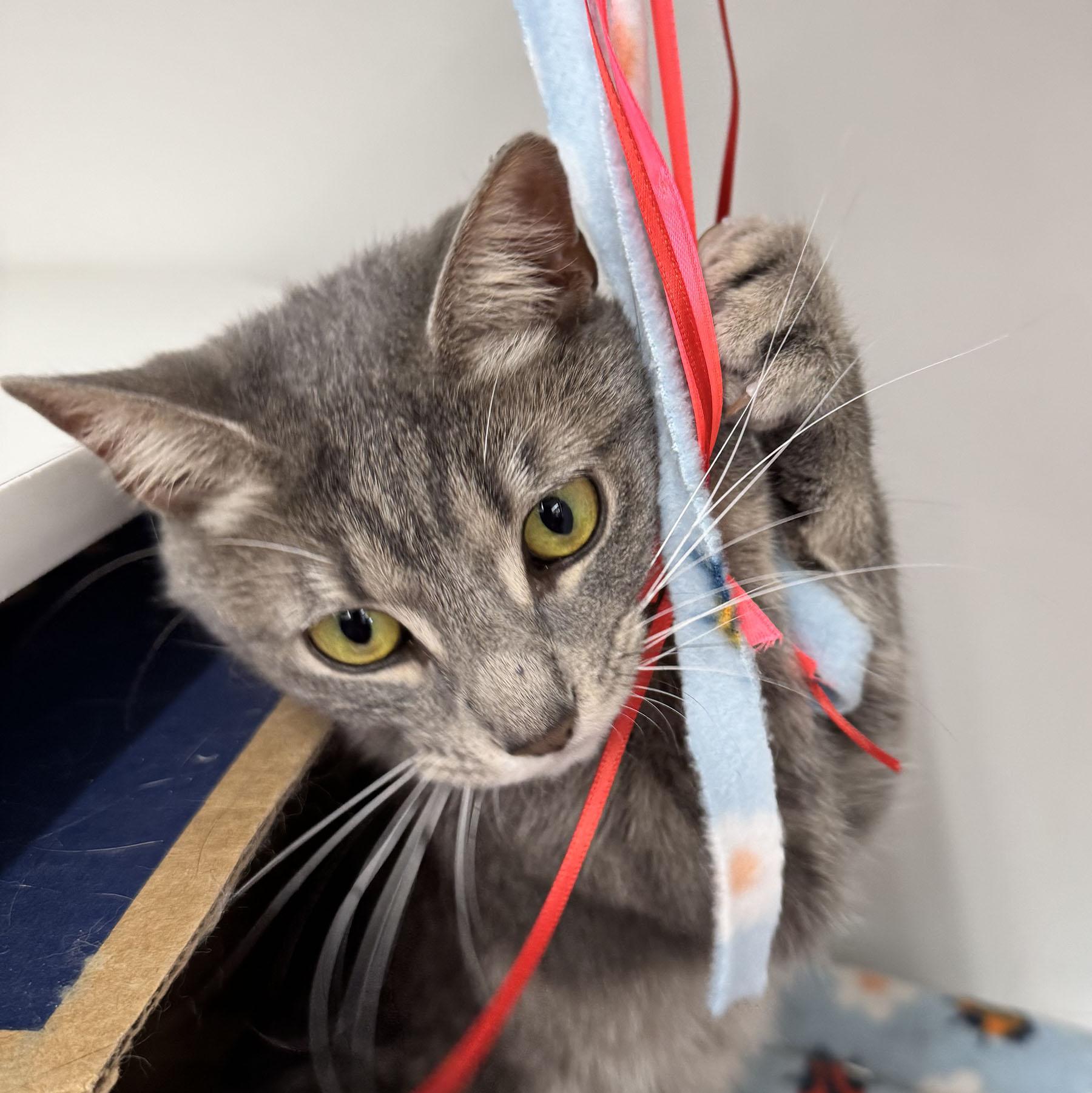 Enlarge Star - FULLY SPONSORED - Meet me at Pet Supplies Plus, a ADOPTABLE mixed breed in Harrisburg, PA image 5/6
