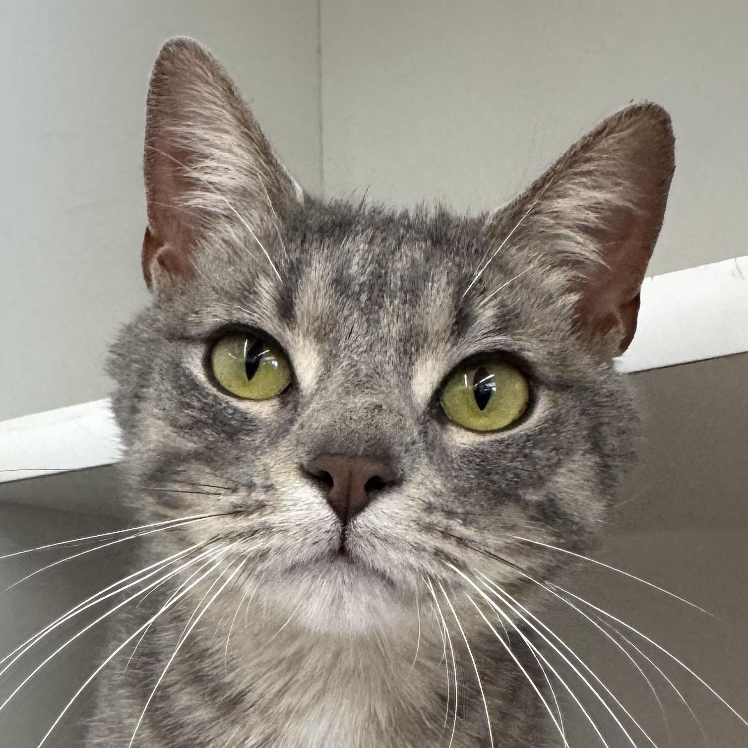 Enlarge Star - FULLY SPONSORED - Meet me at Pet Supplies Plus, a ADOPTABLE mixed breed in Harrisburg, PA image 1/6