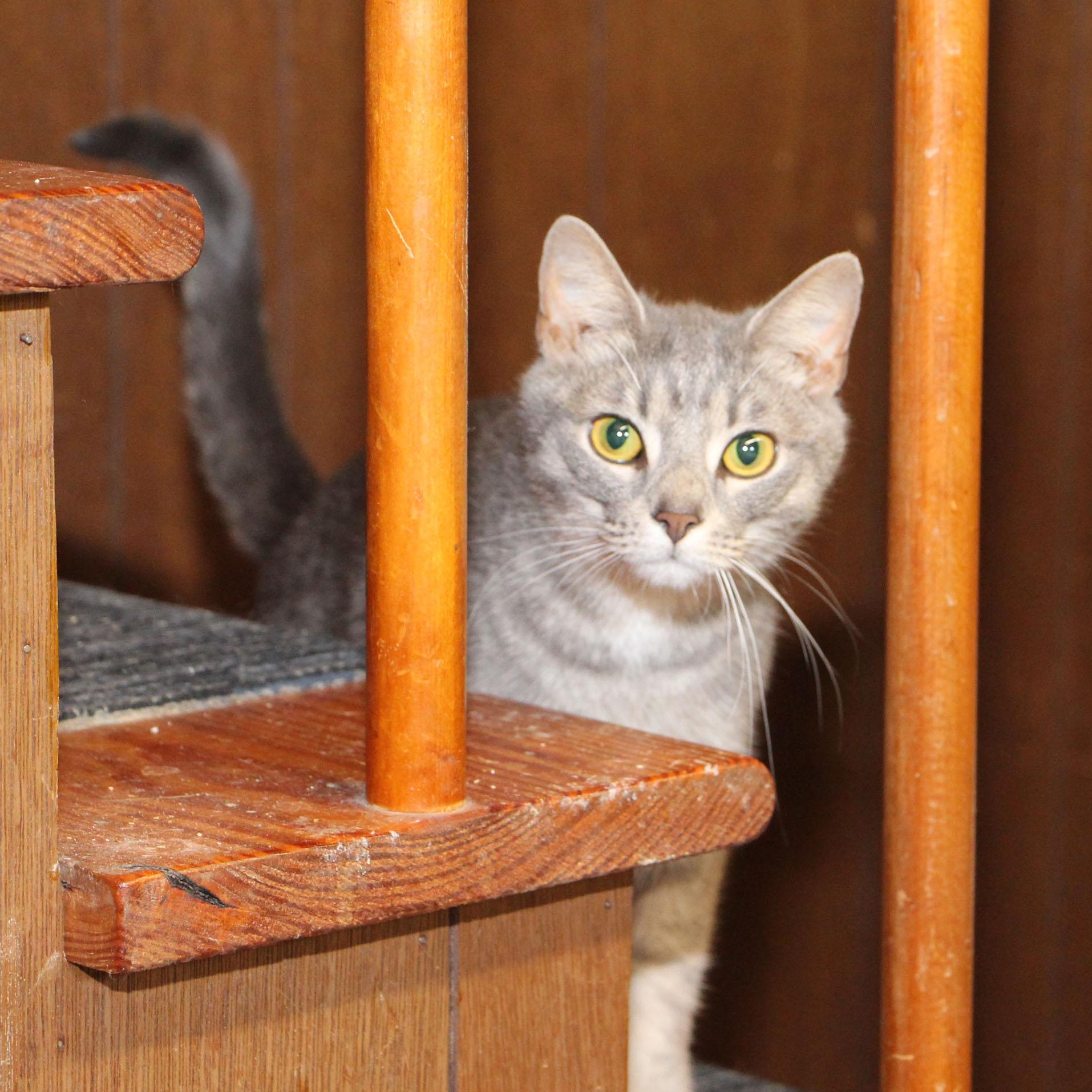 Enlarge Star - FULLY SPONSORED - Meet me at Pet Supplies Plus, a ADOPTABLE mixed breed in Harrisburg, PA image 2/6