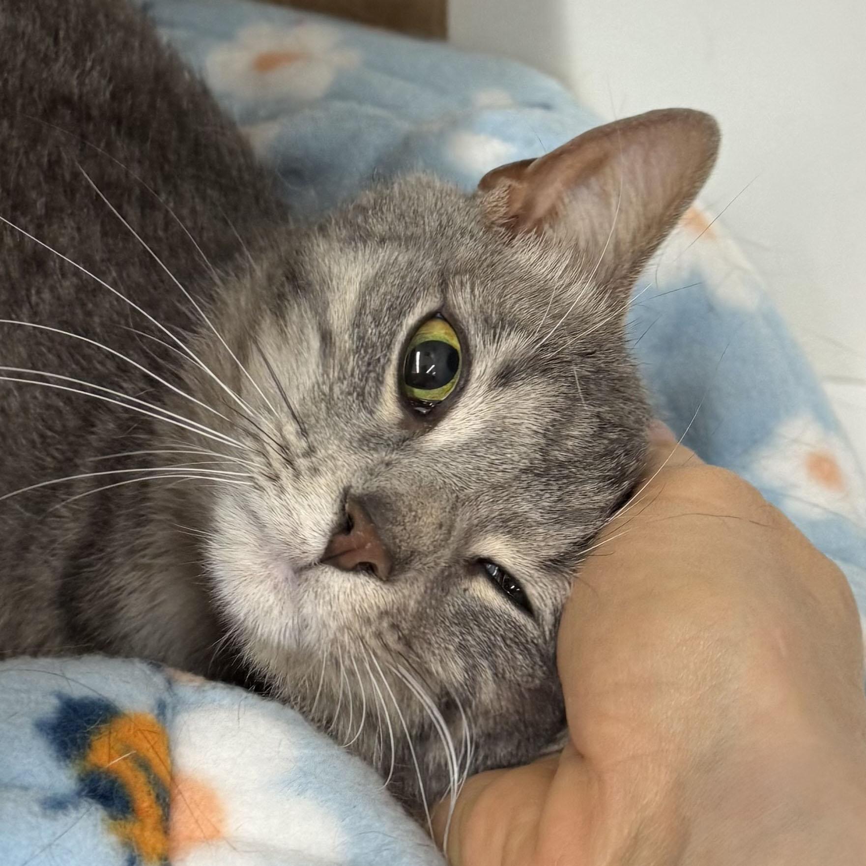 Enlarge Star - FULLY SPONSORED - Meet me at Pet Supplies Plus, a ADOPTABLE mixed breed in Harrisburg, PA image 4/6