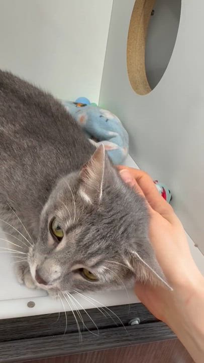 Enlarge Star - FULLY SPONSORED - Meet me at Pet Supplies Plus, a ADOPTABLE mixed breed in Harrisburg, PA video 6/6
