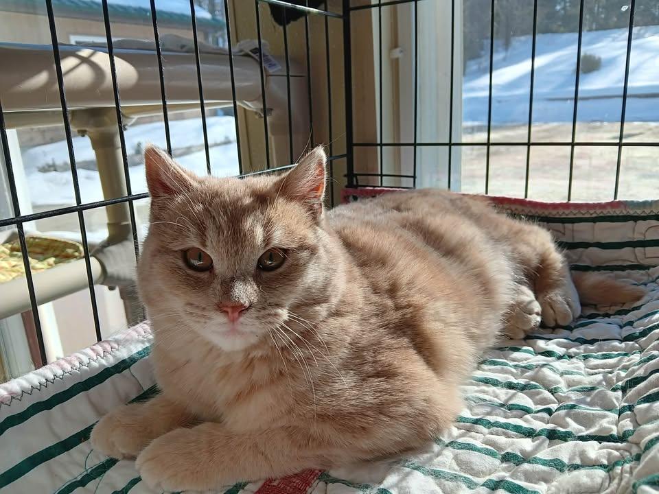 Enlarge Chipmunk, an adopted Domestic Short Hair in Winthrop, ME image 1/1