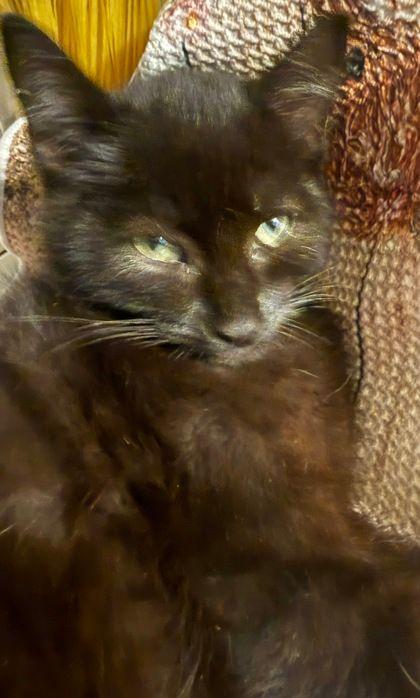 Hamlet, Adoptable, Young Male Domestic Short Hair.