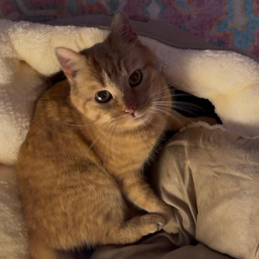 Enlarge Teddi ARC2026-095, a Adoptable Domestic Short Hair in Akron, NY image 2/6