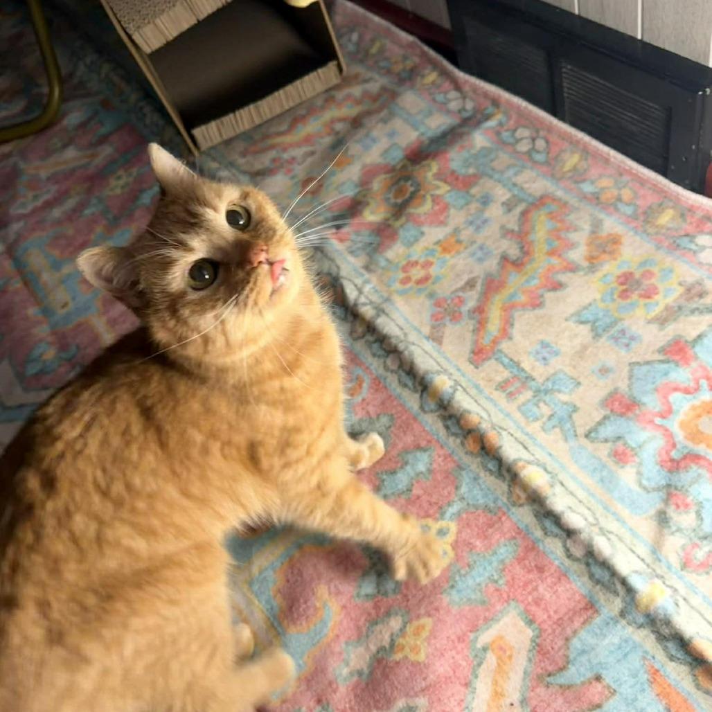 Enlarge Teddi ARC2026-095, a Adoptable Domestic Short Hair in Akron, NY image 3/6
