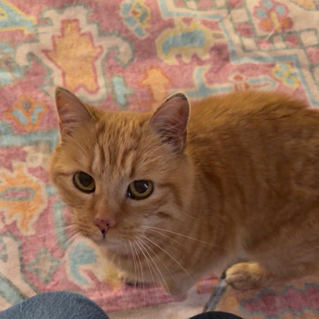 Enlarge Teddi ARC2026-095, a Adoptable Domestic Short Hair in Akron, NY image 4/6
