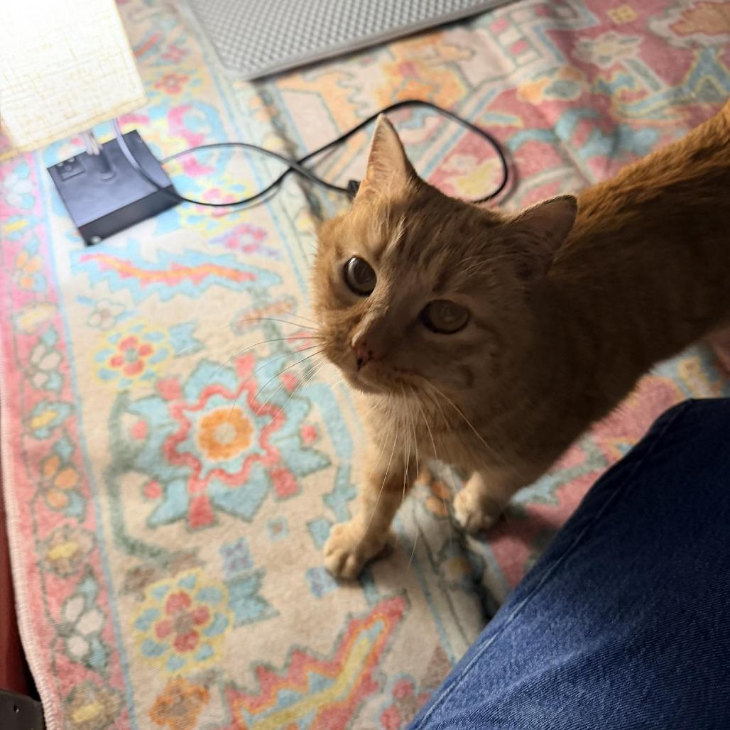 Enlarge Teddi ARC2026-095, a Adoptable Domestic Short Hair in Akron, NY image 5/6