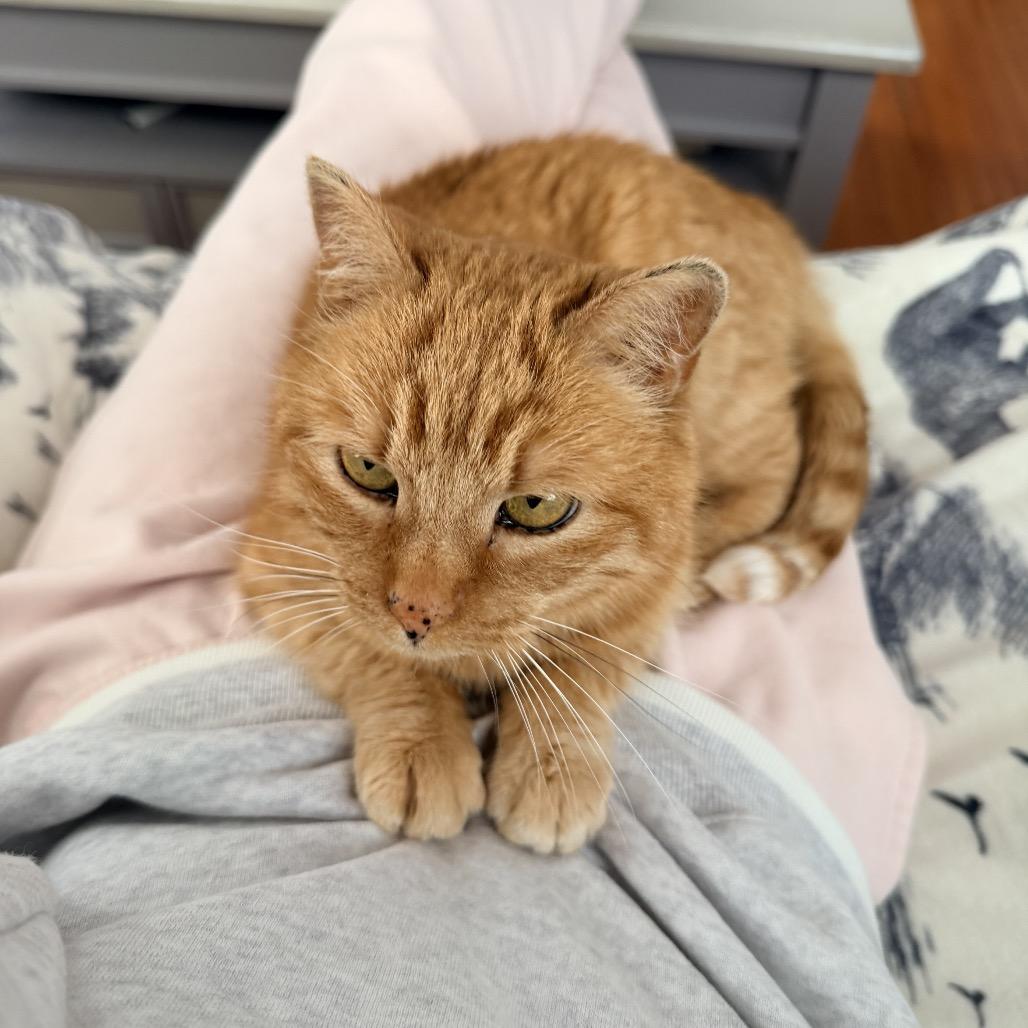 Enlarge Teddi ARC2026-095, a Adoptable Domestic Short Hair in Akron, NY image 6/6