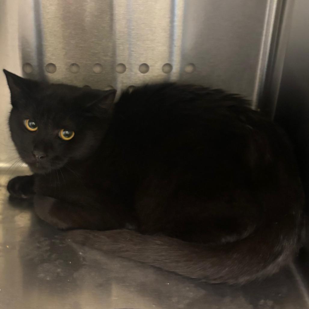 Yule Cat, Adoptable, Young Male Domestic Short Hair.