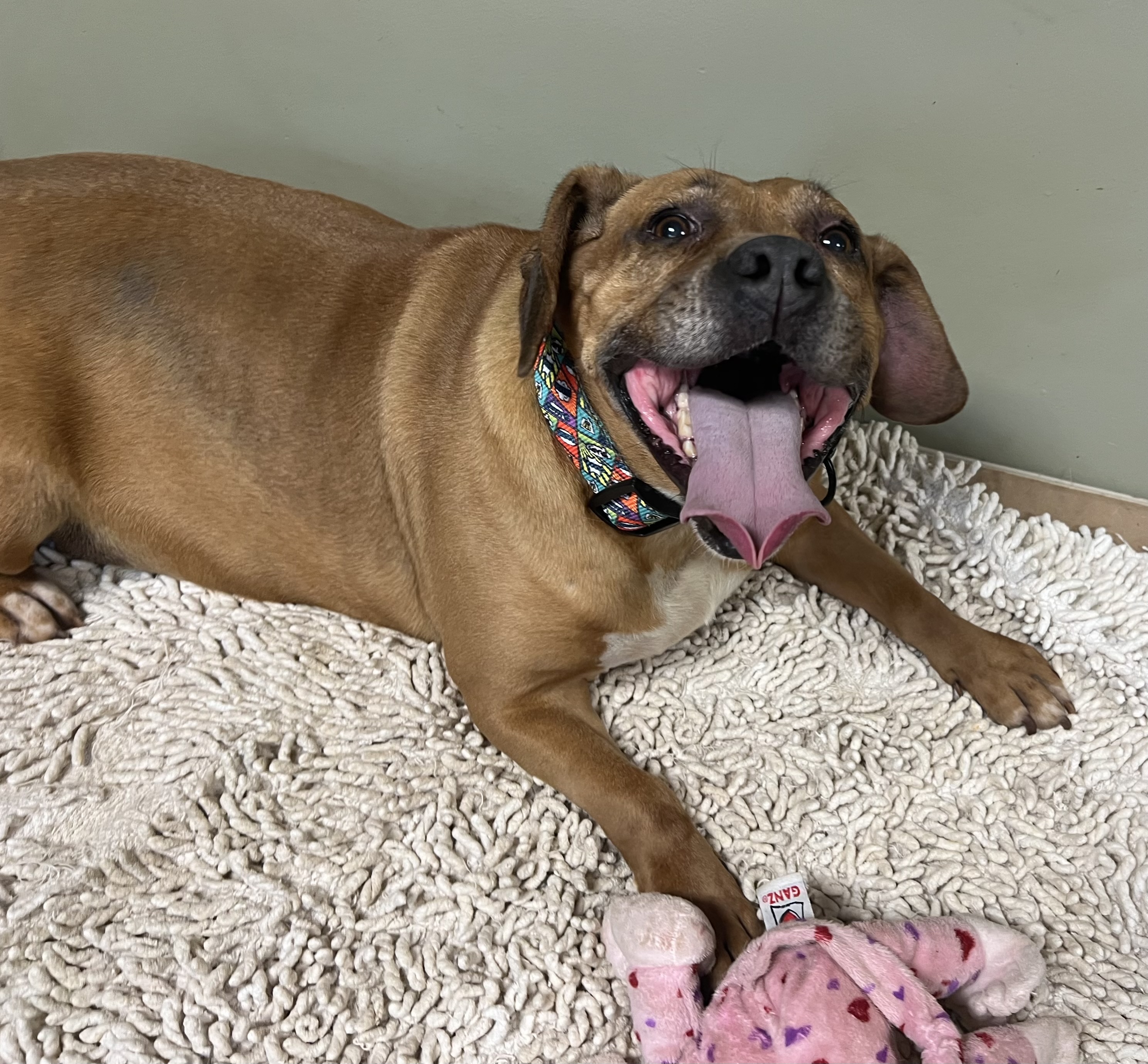 Lucy (has some health issues but is a love bug), Adoptable, Senior Female Pit Bull Terrier & Pug.