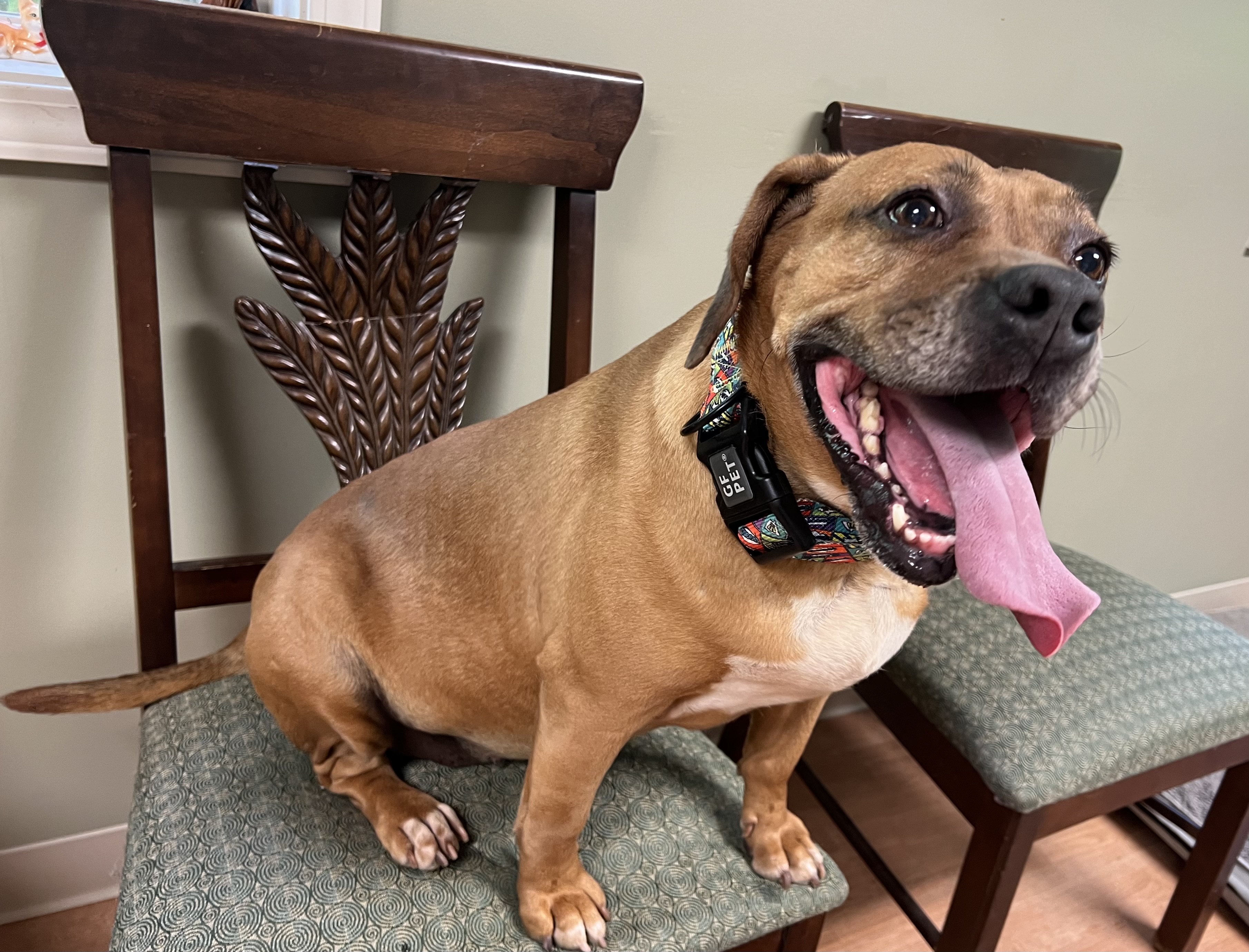 Lucy (has some health issues but is a love bug), a Adoptable mixed breed in Yellville, AR image 2/2