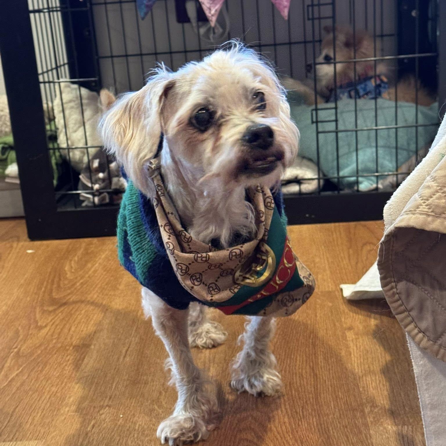 Enlarge Ember, an adoptable mixed breed in Rockville, MD image 1/6