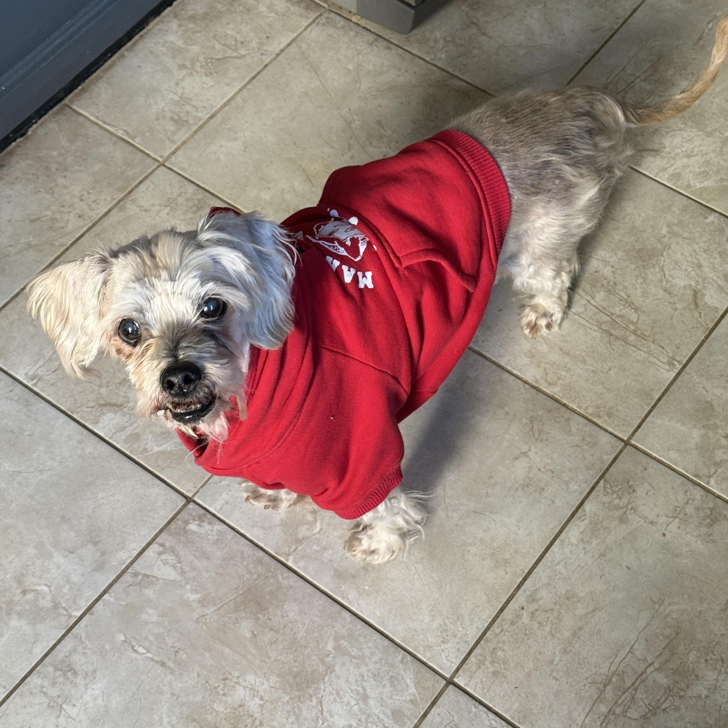 Enlarge Ember, an adoptable mixed breed in Rockville, MD image 2/6