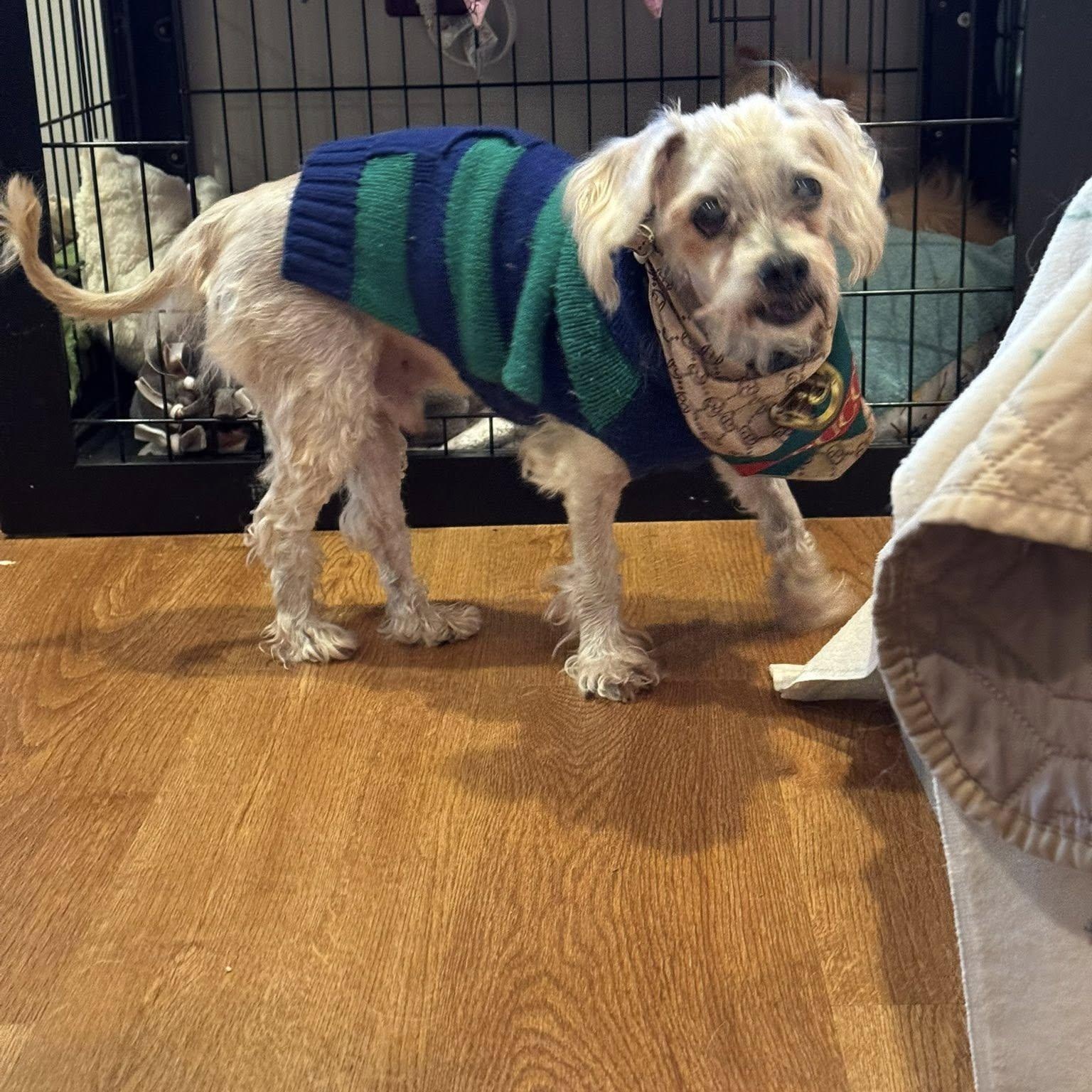 Enlarge Ember, an adoptable mixed breed in Rockville, MD image 3/6