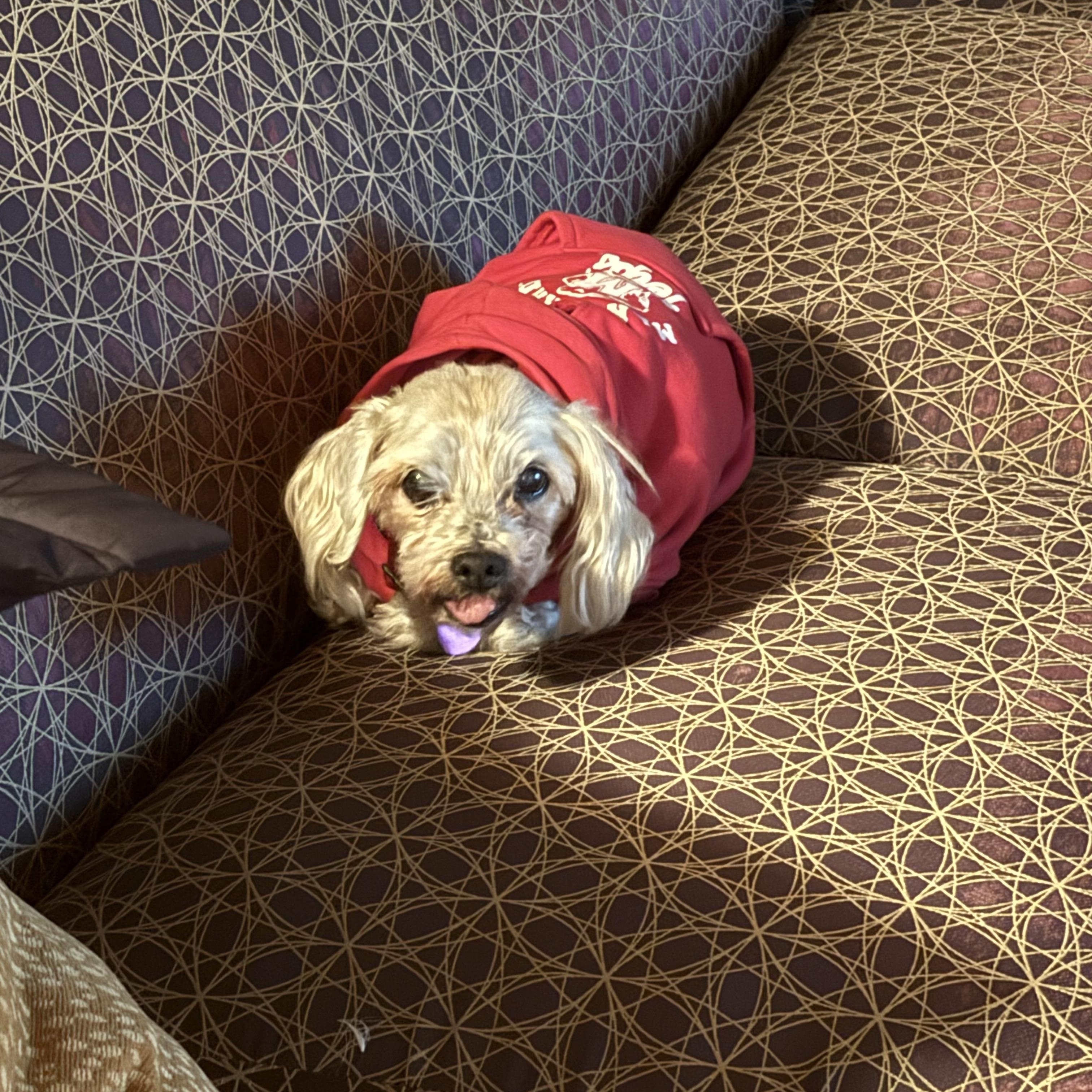 Enlarge Ember, an adoptable mixed breed in Rockville, MD image 4/6