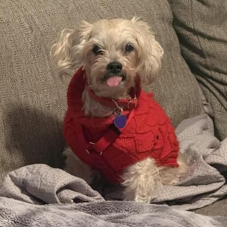 Ember, adoptable, Senior Male Lhasa Apso.