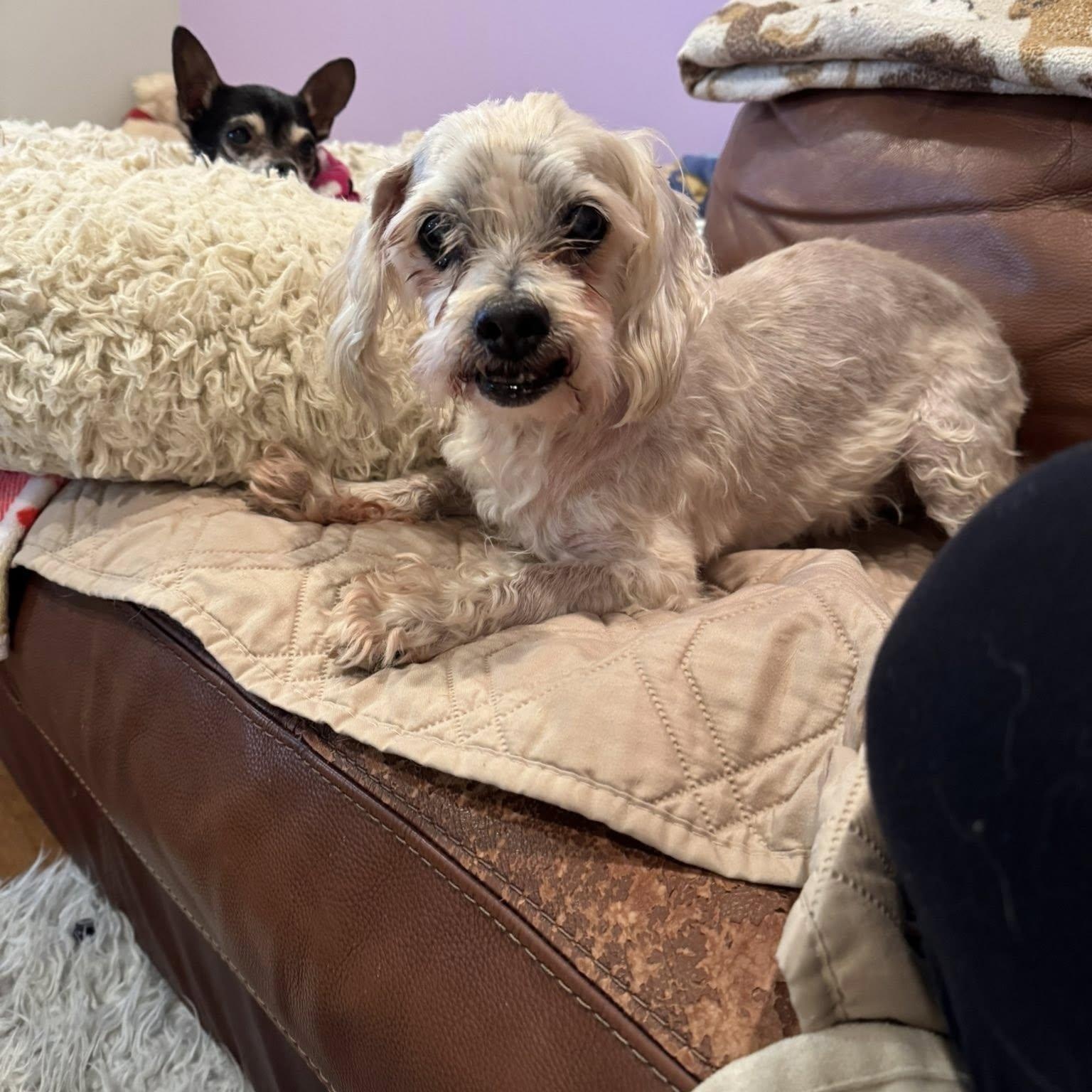 Enlarge Ember, an adoptable mixed breed in Rockville, MD image 5/6