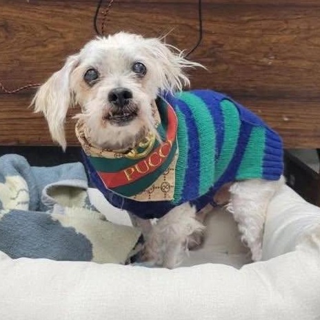 Enlarge Ember, an adoptable mixed breed in Rockville, MD image 2/6