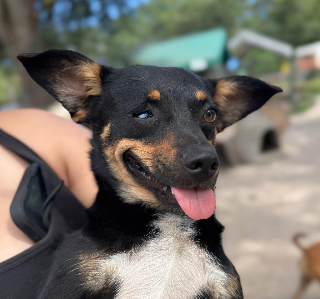 Pretzel, Adopted, Young Female Chihuahua & Mixed Breed.